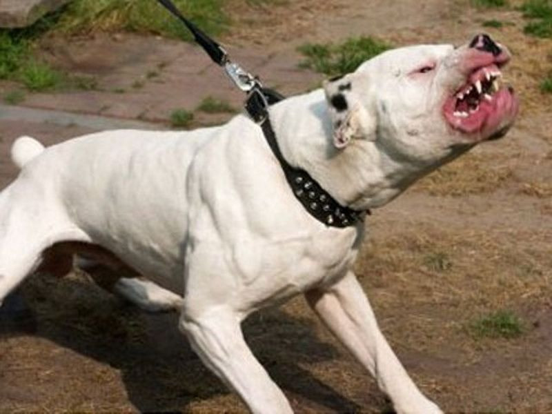 Под суд пойдет кузбассовец, натравивший на полицейского бойцовского пса