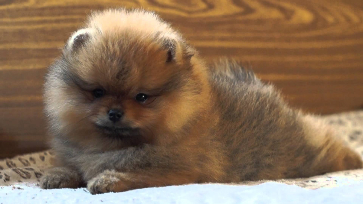 Жительница Кузбасса решила купить щенка и потеряла 10 тысяч рублей