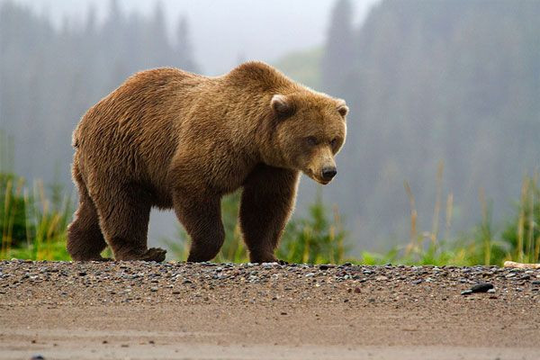 В садовых товариществах под Новокузнецком заметили медведя