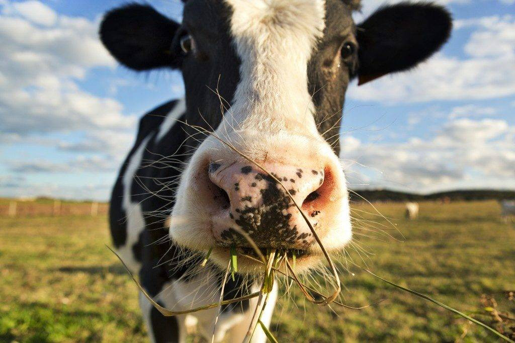 В Прокопьевском районе корова сломала позвоночник женщине