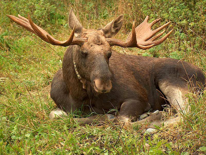 В Кузбассе на территории природного заказника браконьеры застрелили лося