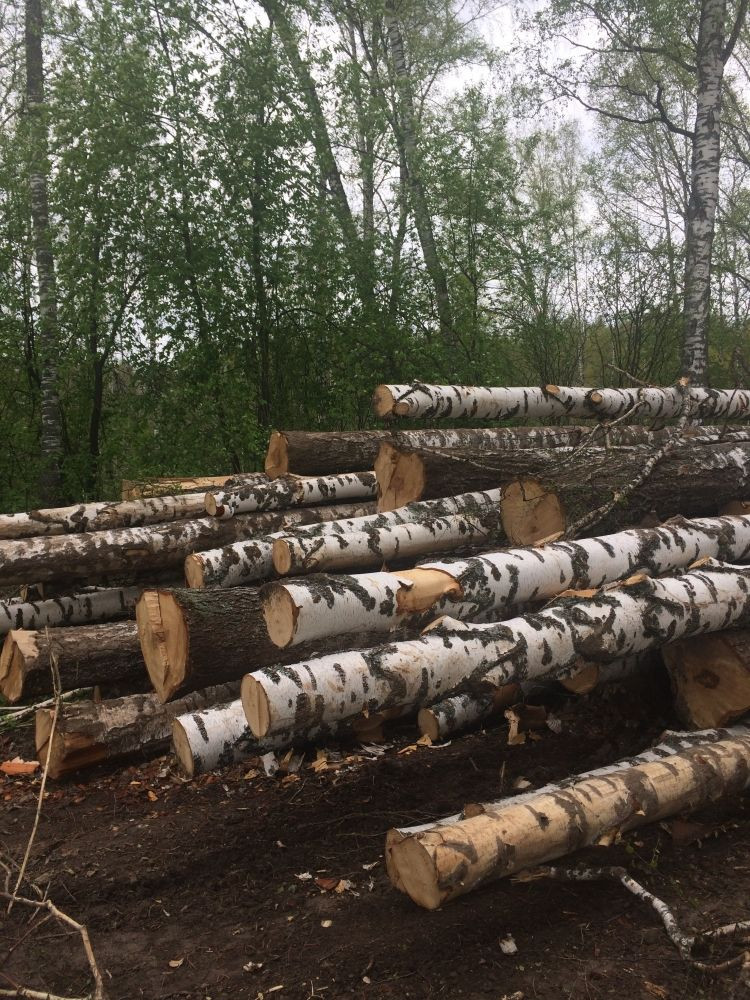 В Кузбассе возбуждено уголовное дело по факту незаконной вырубки леса
