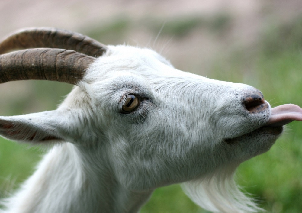 Прокопчанин из-за пяти коз приговорен к трудотерапии