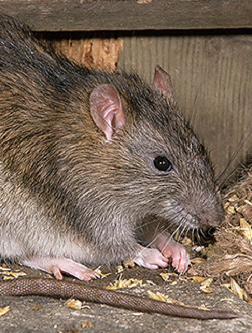 Незваные гости: прокопчан пугают крысы (видео)