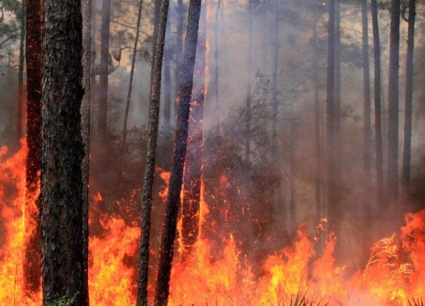 Возбуждено первое уголовное дело о лесных пожарах в Сибири