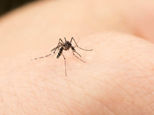 Кого кусают в первую очередь комары рассказали ученые