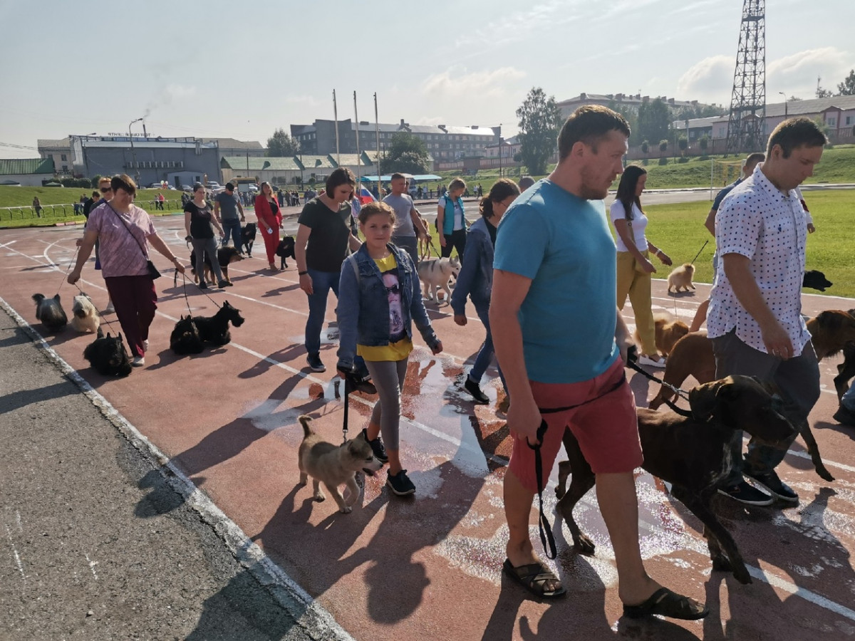 В Прокопьевске состоялась международная сертифицированная выставка собак: фотоотчет