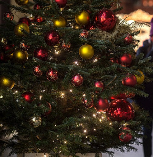 Город Кузбасса намерен приобрести новогоднюю ель почти за 18 млн рублей