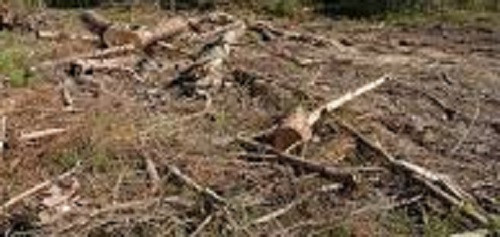 В Кузбассе суд вынес приговор бывшему сотруднику ИК за незаконную вырубку леса в особо крупном размере