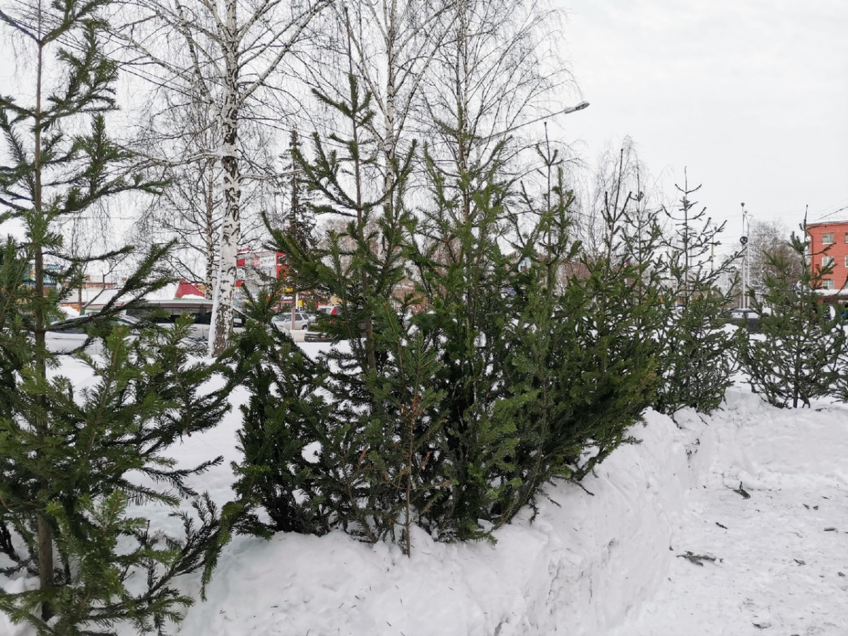 В Прокопьевске начали продавать живые елки