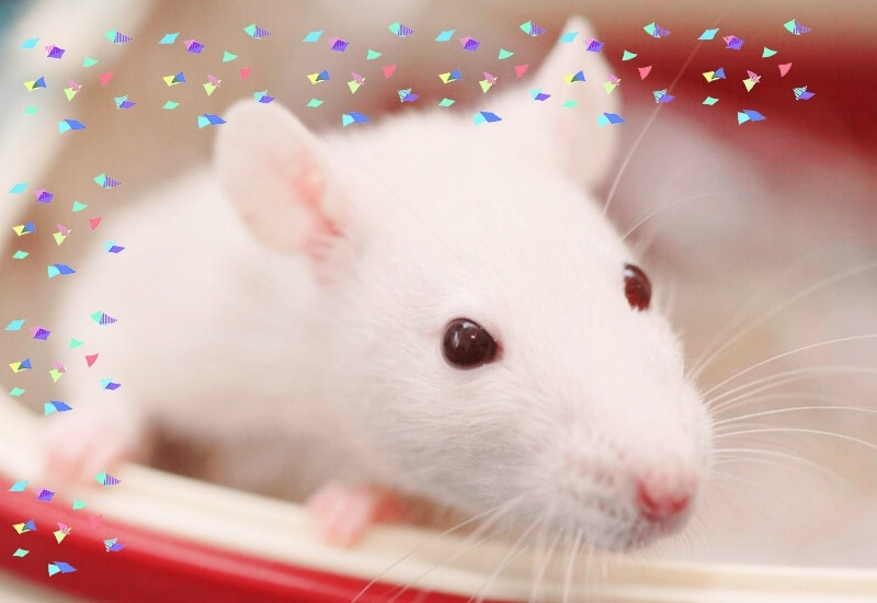 Приближается год Белой Крысы: что ждать в 2020-ом
