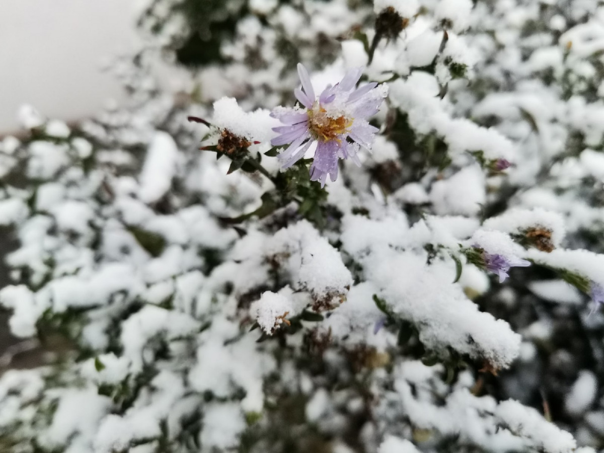 В Прокопьевске выпал первый снег