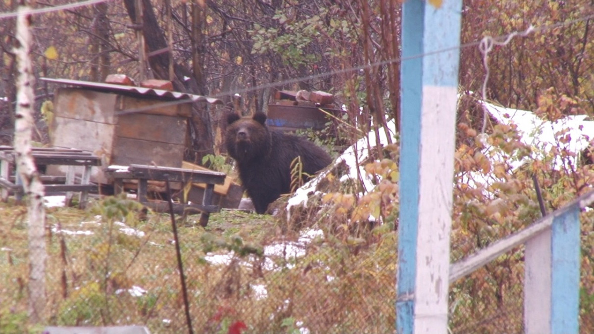 Медведи пошли в народ: специалисты призывают кузбассовцев к осторожности