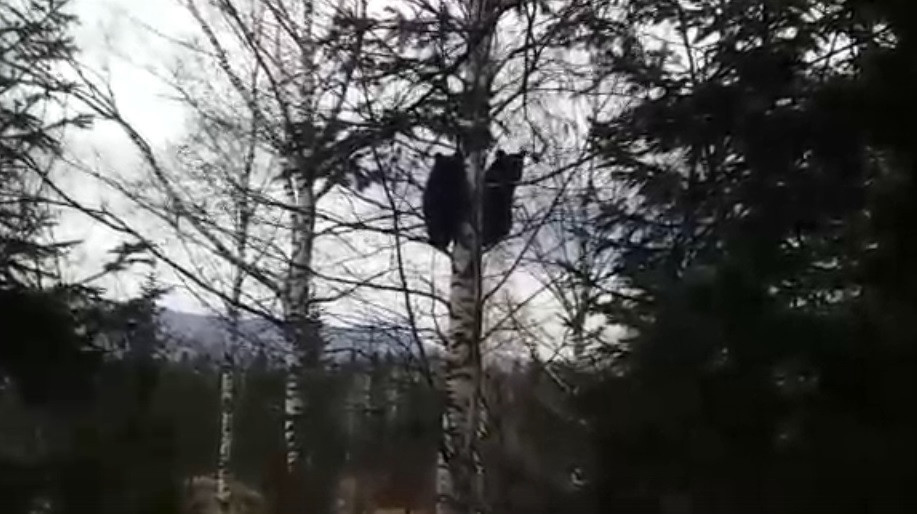 Кузбассовцев удивило поведение мужчины, увидевшего двух медвежат на дереве