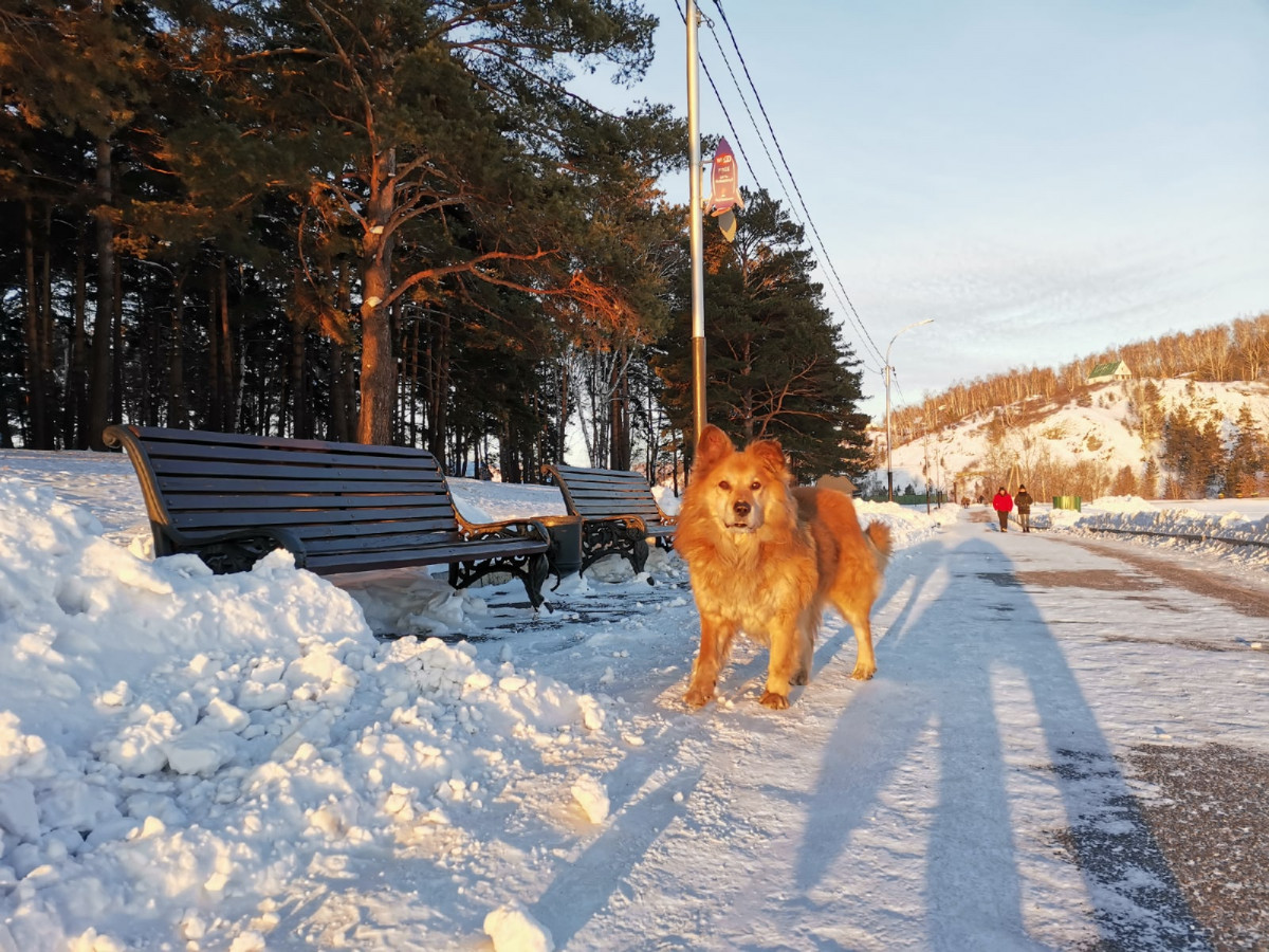 Как правильно выгуливать собак: разъясняет прокуратура Прокопьевска