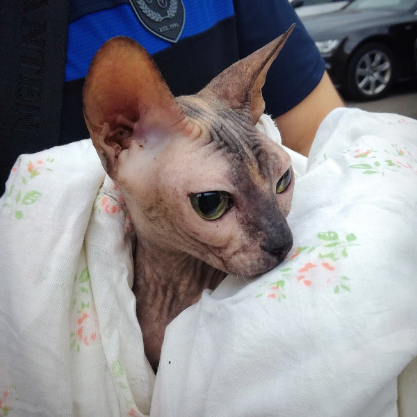 В Кузбассе полицейские нашли и вернули хозяйке пропавшую кошку Соню