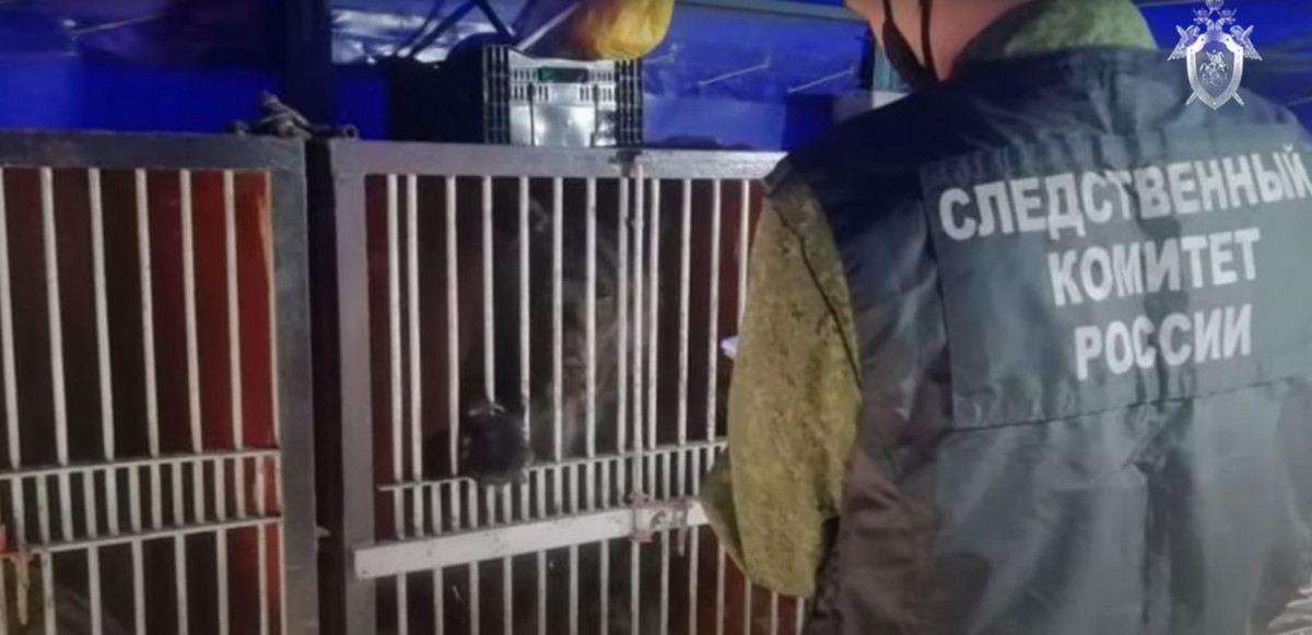 В Кузбассе в цирке-шапито медведь напал на дрессировщицу