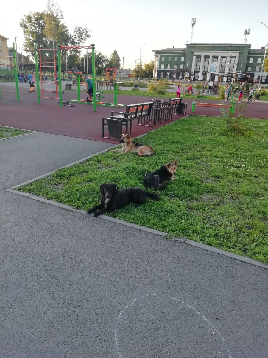 Прокопчане бояться гулять в парке из-за стаи собак