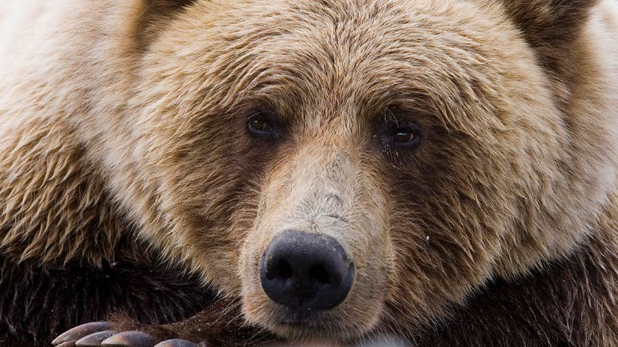 В Кузбассе медведь задрал грибника
