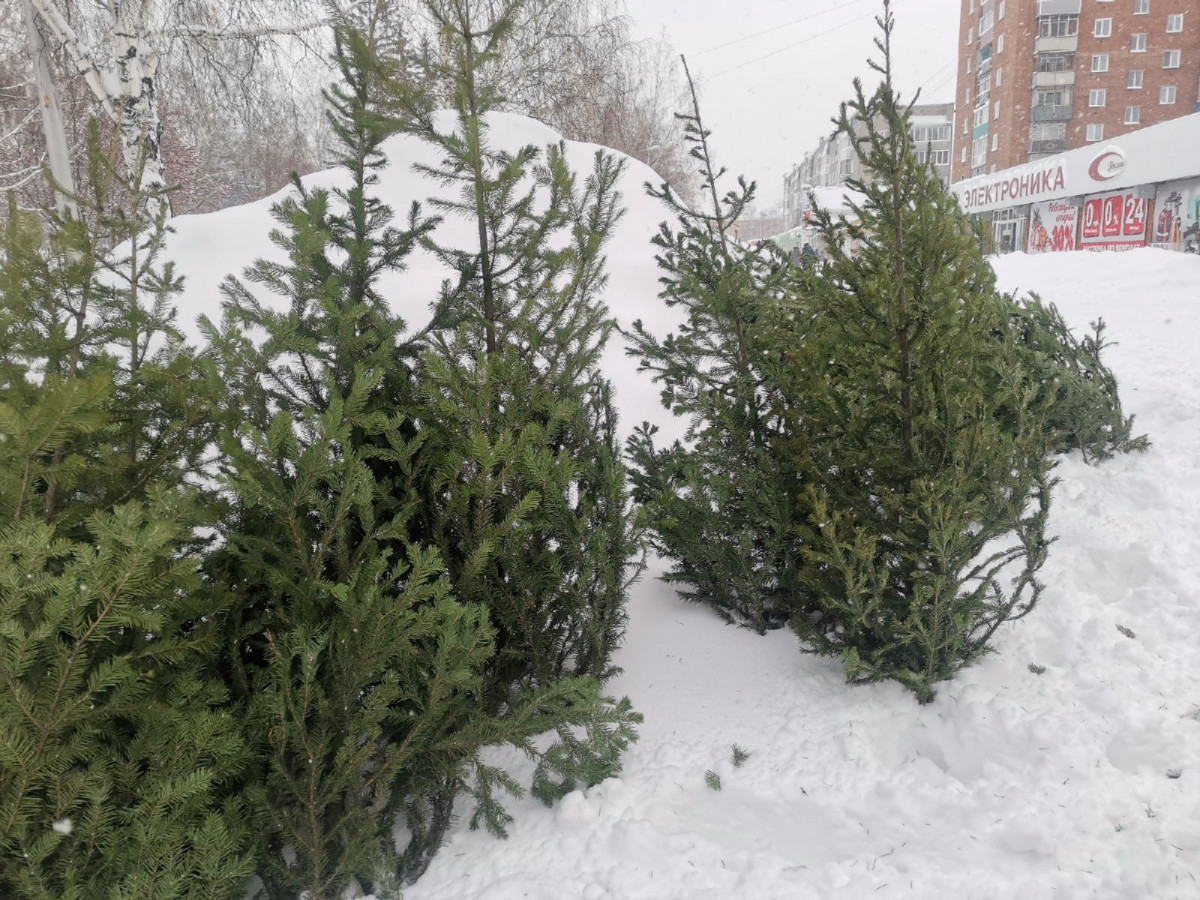 В Прокопьевске началась продажа живых новогодних елей