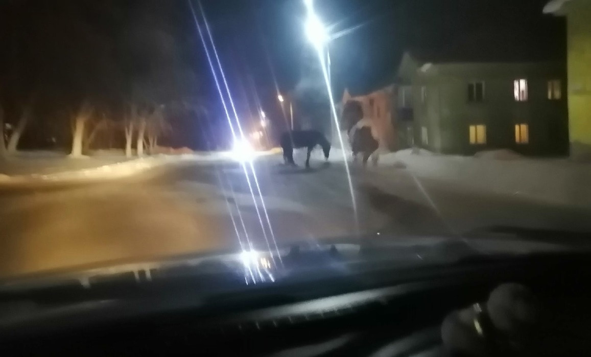 Прокопчанка призвала обратить внимание на лошадей, разгуливающих по улице