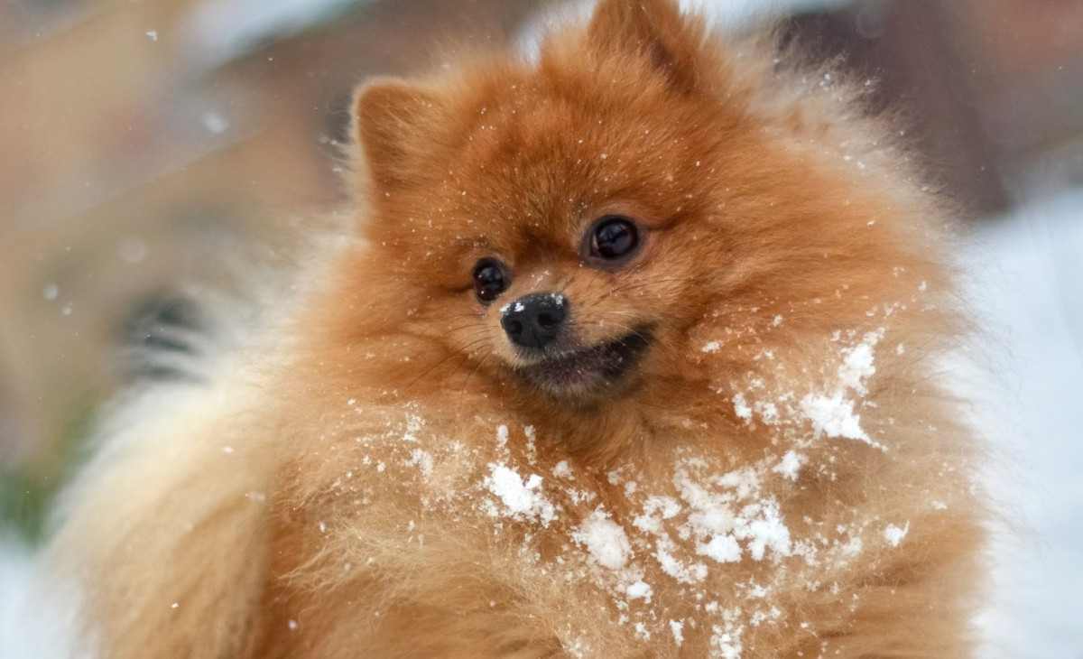 Прокопчанка решила завести себе щенка и потеряла почти 15 тысяч рублей