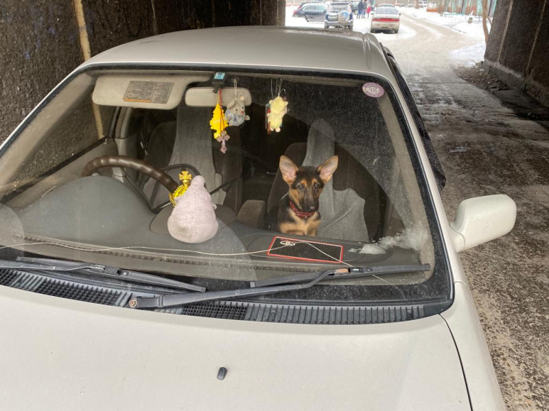 Полицейские Кузбасса помогли спасти щенка, запертого в мороз в авто