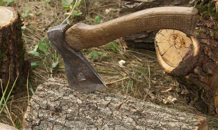 Житель Кузбасса срубил дерево и попал под суд