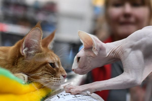 В Прокопьевске состоится выставка кошек