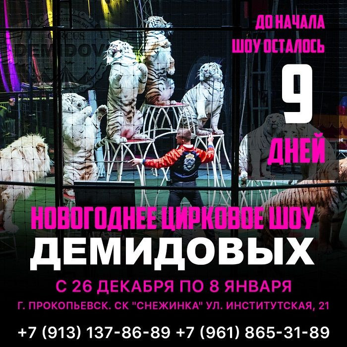 В Прокопьевск приехал с гастролями знаменитый цирк Демидовых (видео)