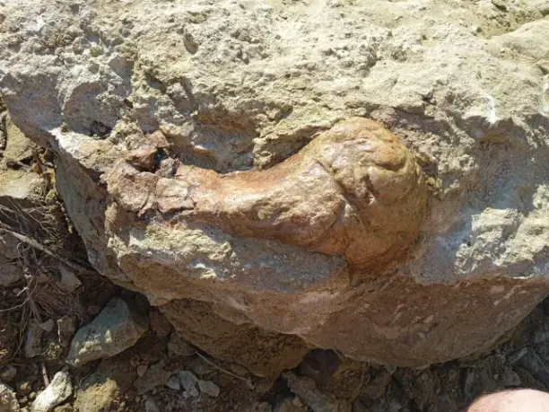 В Шестаково новая палеонтологическая находка - эпифиз крупной кости