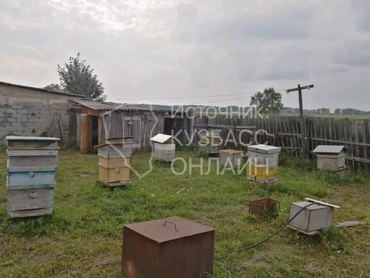 В Кузбассе вновь умирают пчёлы