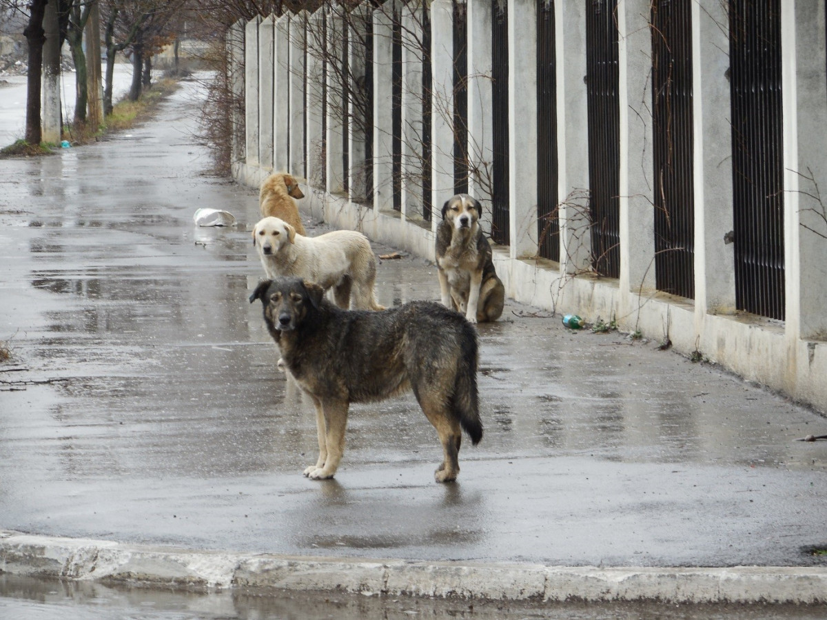 Бездомные собаки в Прокопьевске вновь напомнили о себе