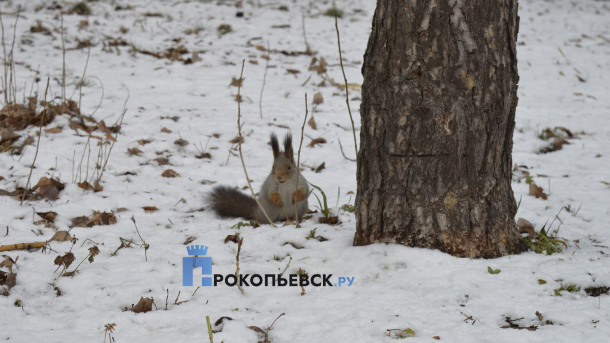 В пятницу в Прокопьевске возможен снегопад