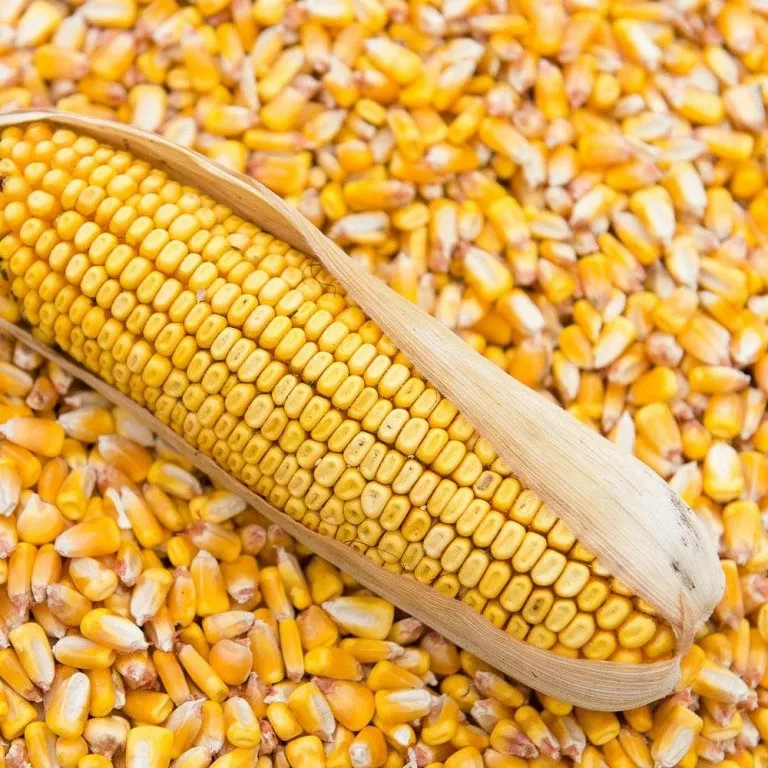 Роспотребнадзор предупредил об опасной кукурузе