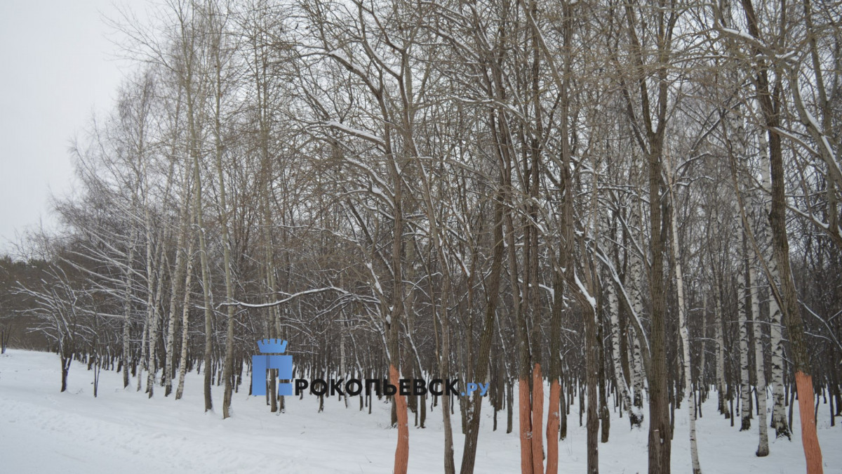 В среду в Прокопьевске начнётся значительное похолодание