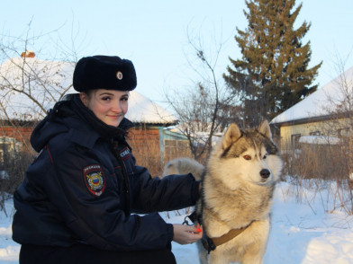 В Прокопьевске инспектор ПДН отбила у стаи бродячих псов собаку породы хаски