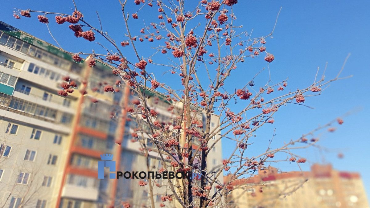 В Прокопьевске ожидается ясная, морозная погода без осадков