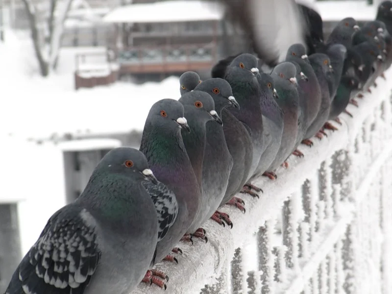 Жители Белова жалуются на большое количество трупов голубей 