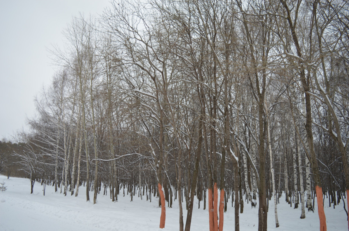 Во вторник в Прокопьевске морозно и без осадков