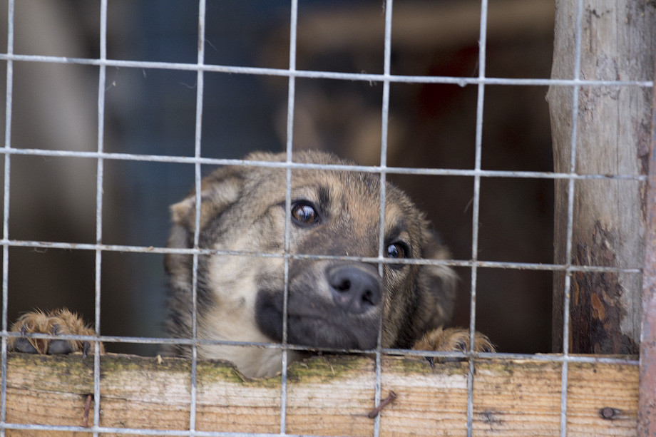 Отловщики собак, работавшие в разных территориях Кузбасса, привлечены к ответственности