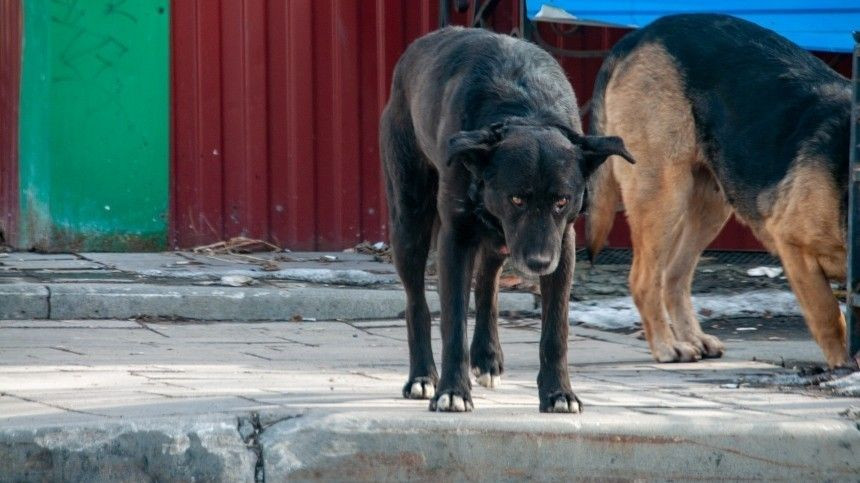 В России готовы принять закон об усыплении бездомных собак