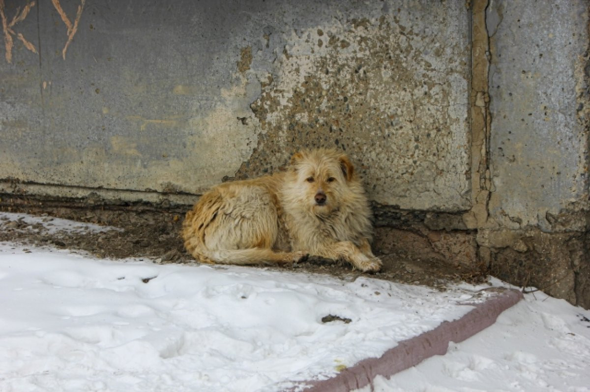 Правительство Кузбасса выпустило распоряжение о мерах, которые должны предотвратить нападение безнадзорных животных на людей 