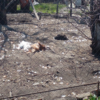 В Прокопьевске собаки загрызли домашнюю птицу