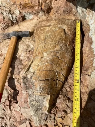 Сенсационная находка. В Кузбассе обнаружили останки гигантского динозавра