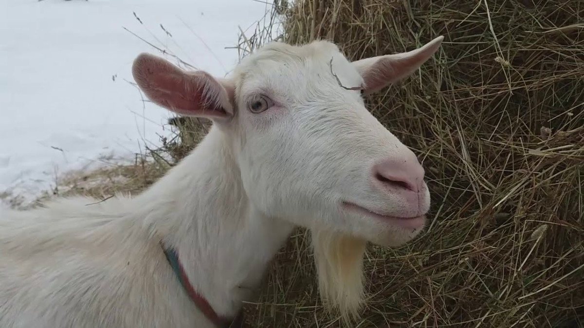 Прокопчанин украл у друга двух коз и сдал их в кафе на шашлык 