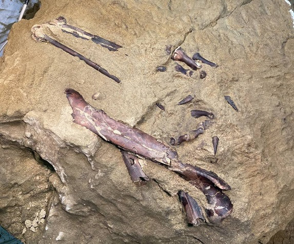 В Кузбассе нашли окаменелости хищного динозавра 