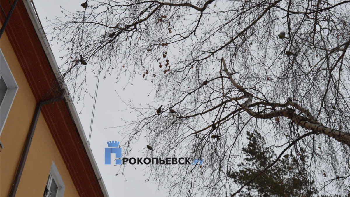 В среду в Прокопьевске небо прояснится, немного похолодает