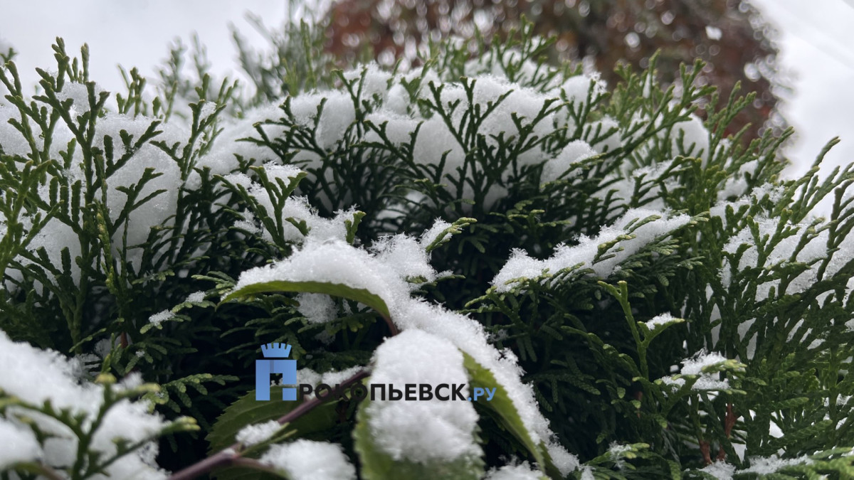 В первые выходные декабря в Прокопьевске будет пасмурно и тепло