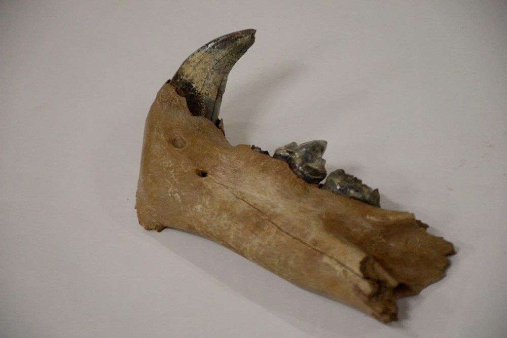 В Кузбассе обнаружены останки хищника Ледникового периода